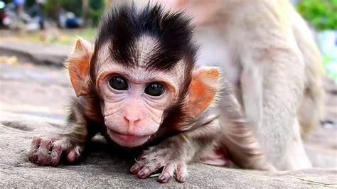 youtube monkey|cute monkey videos youtube.